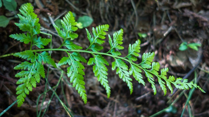 Asplenium